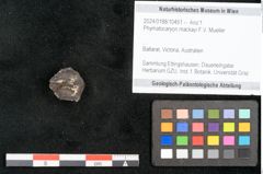 Foto (Objekt + Etikett) von Phymatocaryon mackayi F.V. Mueller (NHMW-GEO-2024-0188-10451)